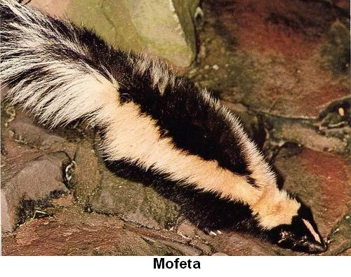 Mofeta.jpg