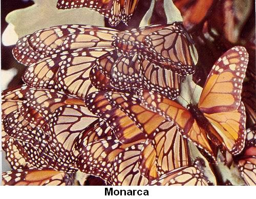 Monarca.jpg