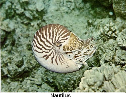 Nautilus.jpg