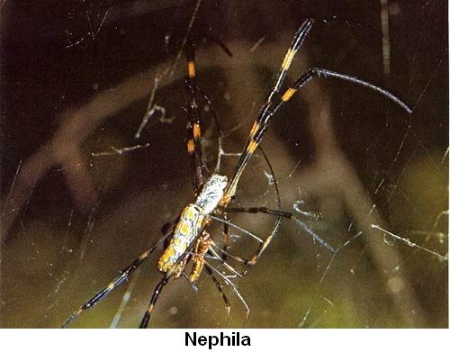 Nephila.jpg