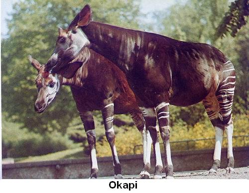 Okapi.jpg