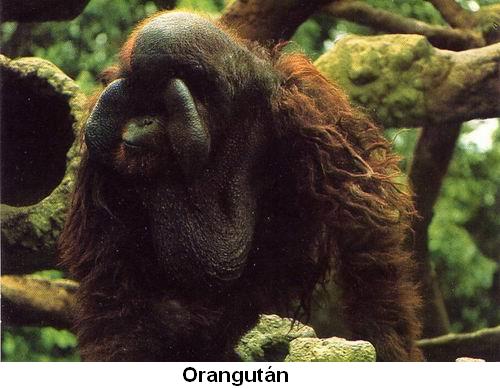 Orangután.jpg