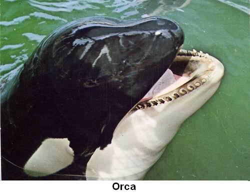 Orca.jpg