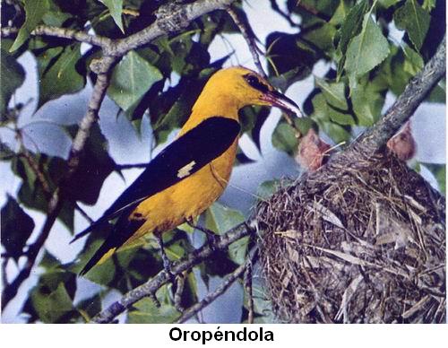 Oropéndola.jpg