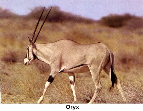 Oryx.jpg