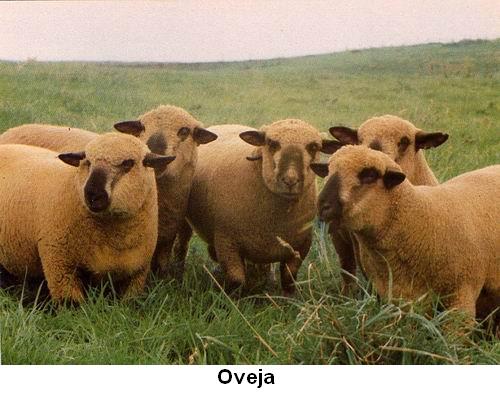 Oveja.jpg