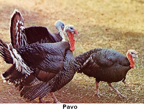 Pavo.jpg