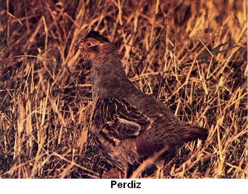 Perdiz.jpg