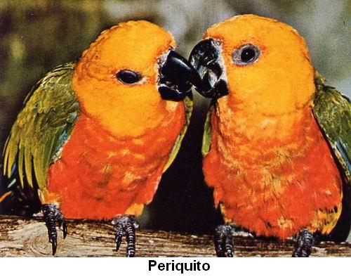 Periquito.jpg
