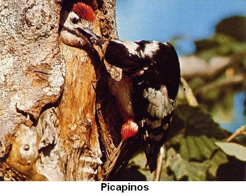 Picapinos.jpg