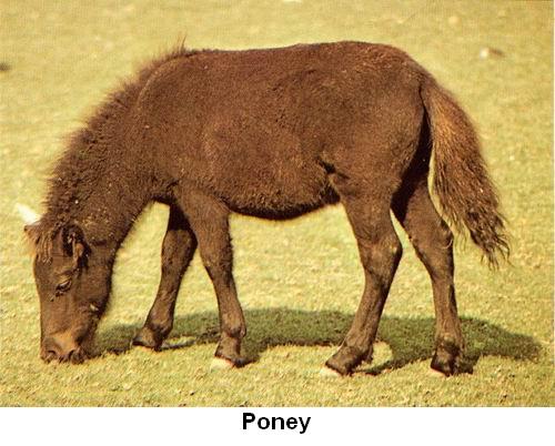 Poney.jpg