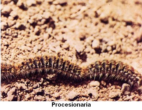 Procesionaria.jpg