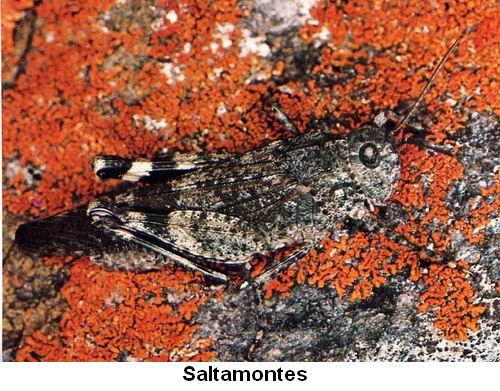 Saltamontes.jpg