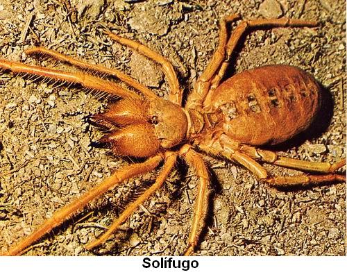 Solífugo.jpg