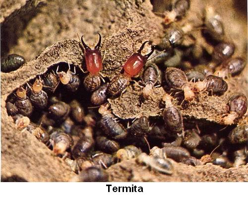Termita.jpg