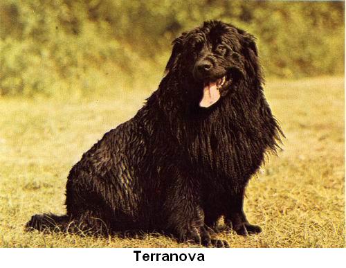 Terranova.jpg