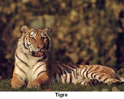 Tigre.jpg