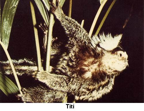 Tití.jpg