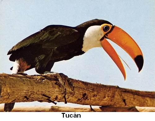 Tucán.jpg