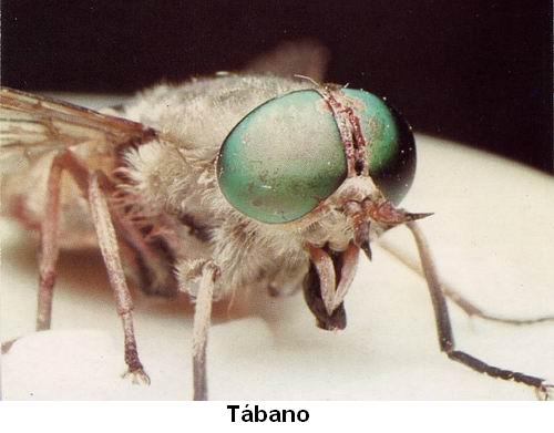 Tábano.jpg