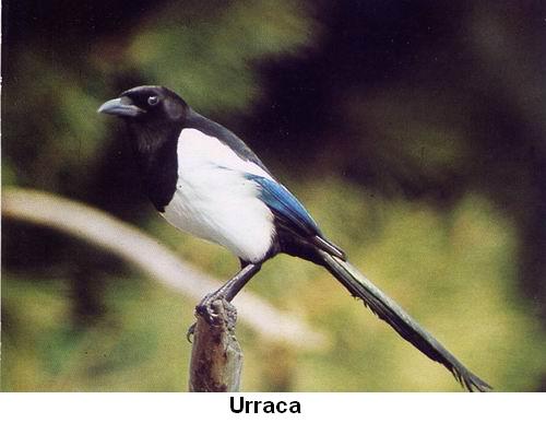 Urraca.jpg