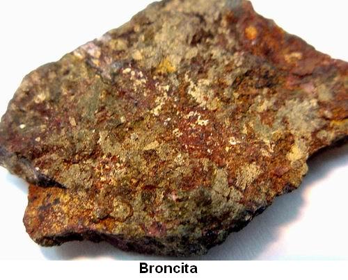Broncita.jpg