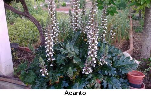 Acanto.jpg