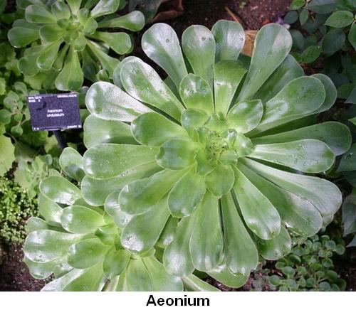 Aeonium.jpg