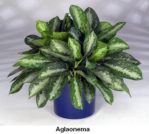 Aglaonema.jpg
