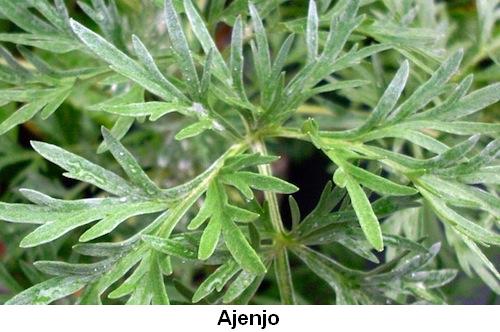 Ajenjo.jpg
