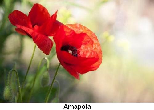 Amapola.jpg