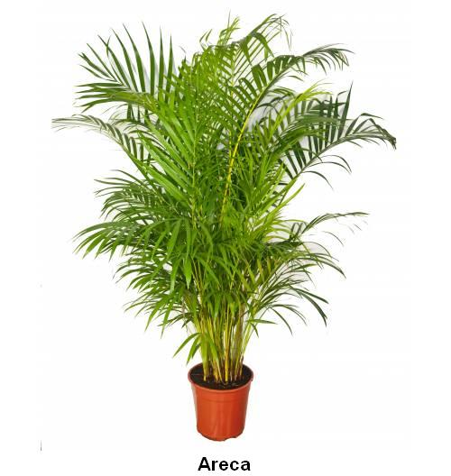 Areca.jpg