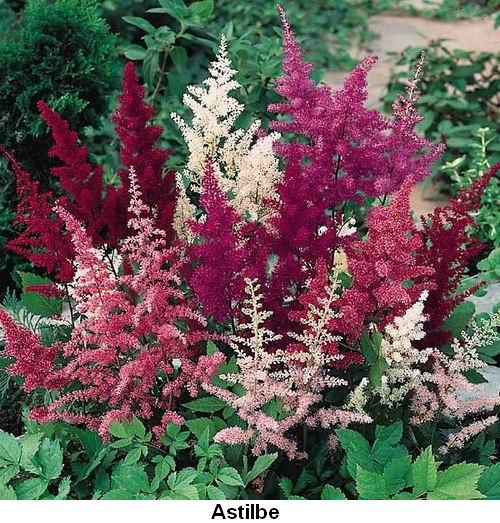 Astilbe.jpg