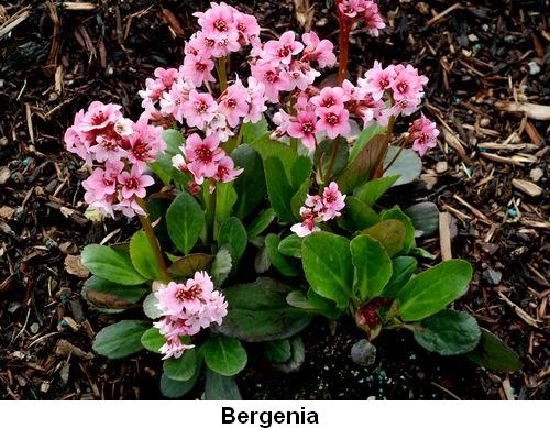 Bergenia.jpg