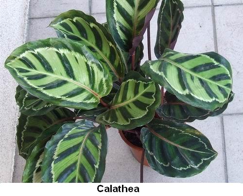 Calathea.jpg