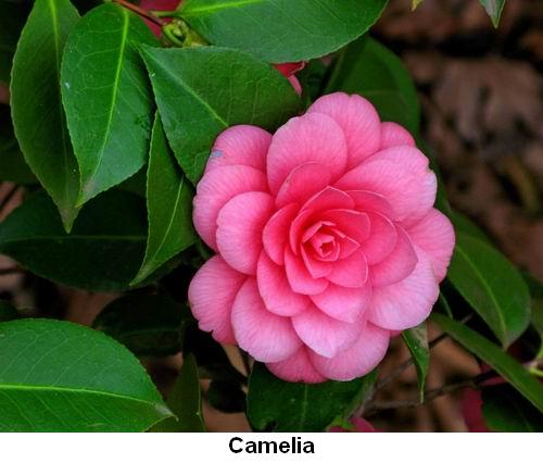 Camelia.jpg