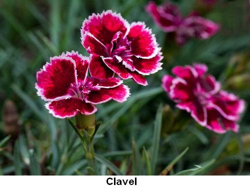 Clavel.jpg