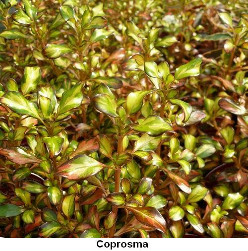Coprosma.jpg