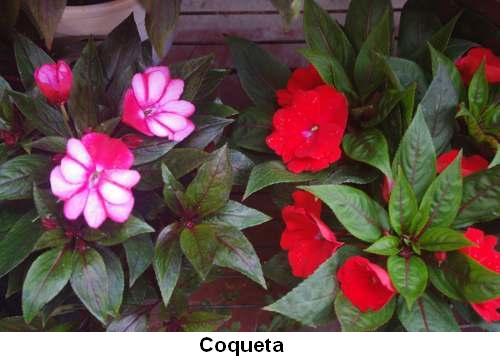Coqueta.jpg