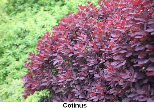 Cotinus.jpg