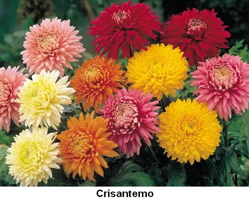 Crisantemo.jpg