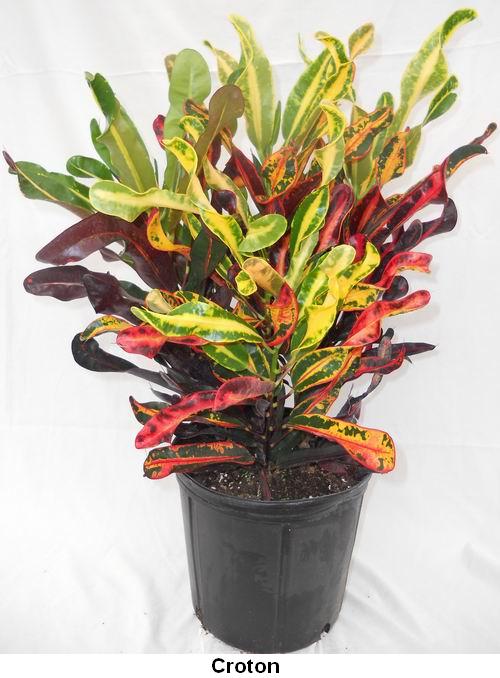 Croton.jpg