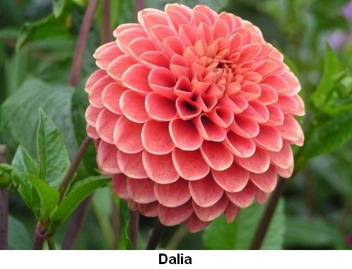 Dalia.jpg