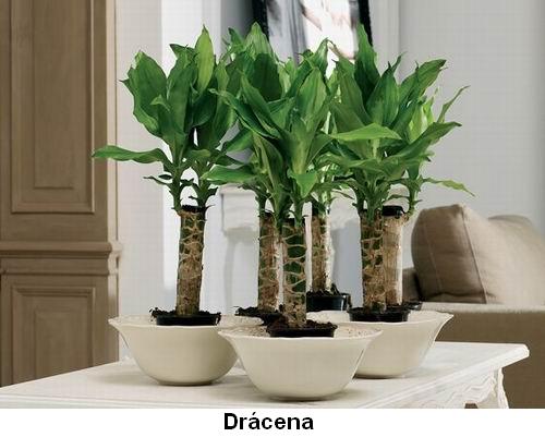 Drácena.jpg