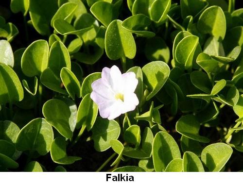 Falkia.jpg