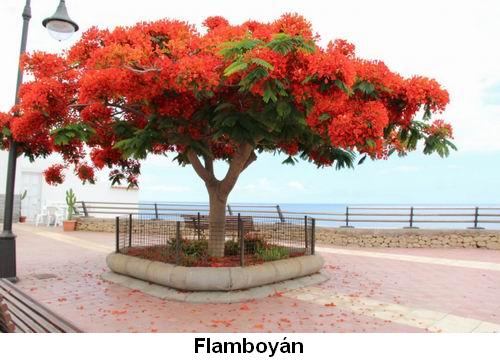 Flamboyán.jpg