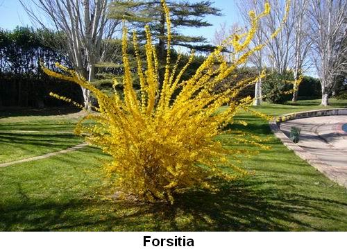 Forsitia.jpg