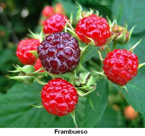 Frambueso.jpg