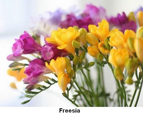 Freesia.jpg