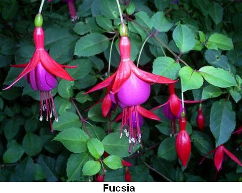 Fucsia.jpg